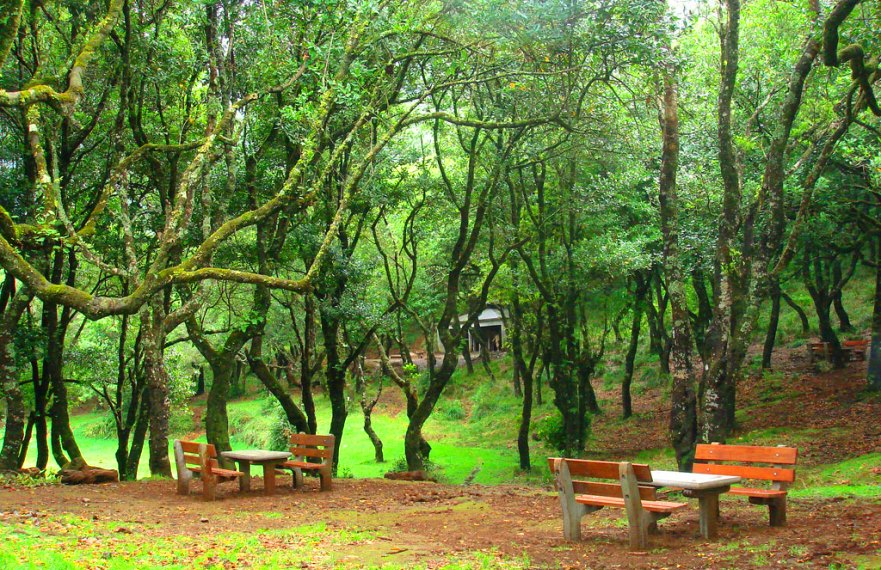 Laurissilva Forest in Madeira- Chão dos Louros Park